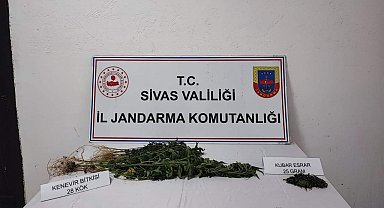 Sivas'ta 28 kök kenevir bitkisi geçirildi