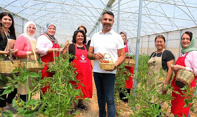 Sivrihisarlı kadınlar ilk domates hasadını gerçekleştirdi