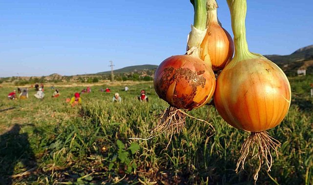 Soğan tarlada 5, tezgahta 15 lira