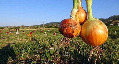 Soğan tarlada 5, tezgahta 15 lira