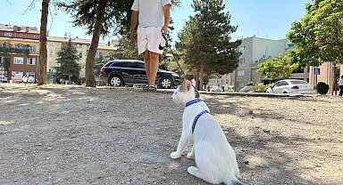 Tasmasıyla dolaşan kedi şehrin her yerini geziyor