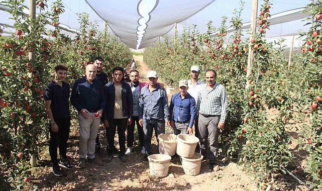 Türkiye'nin elma deposu Karaman'da 55 gün sürecek olan elma hasadı başladı