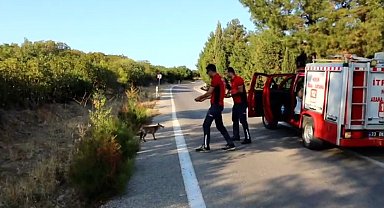 Yangına giden itfaiye ekipleri karşılaştıkları tilkiyi simitle besledi