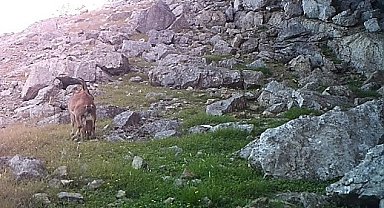 Yavru yaban keçileri fotokapana takıldı