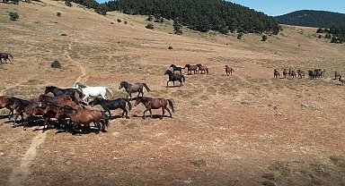 Yaylaların özgür ruhları yılkı atlarının oluşturduğu görsel şölen böyle görüntülendi