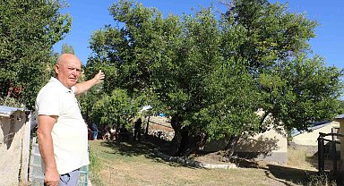 Yedi asır sonra öldü derken yeniden dirildi