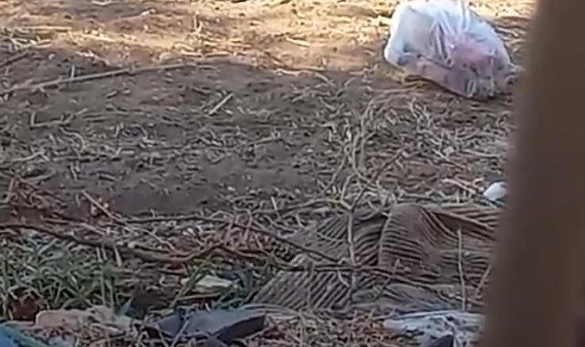 Yılanların dansı kameralara yansıdı