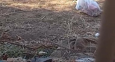 Yılanların dansı kameralara yansıdı