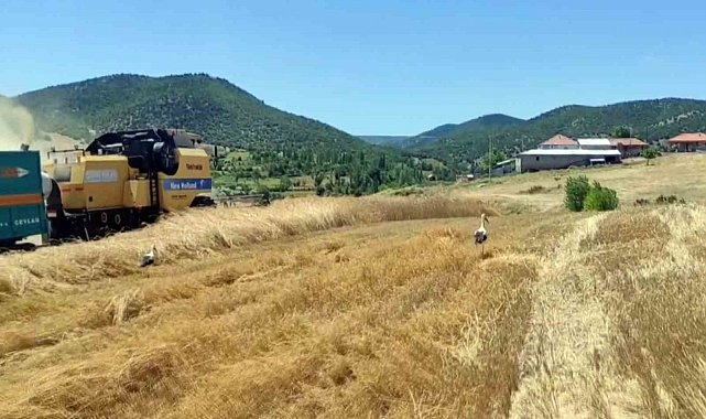 Yozgat'ta leylekler hasat edilen tarlalarda yiyecek arıyor