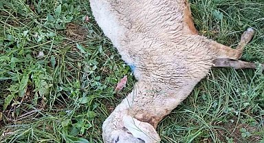 Yozgat'ta sürüye saldıran kurt 30 koyunu telef etti