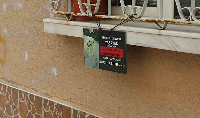 Zehirlenerek öldürüldüğü iddia edilen 'Kahraman' hayvanseverleri ayağa kaldırdı