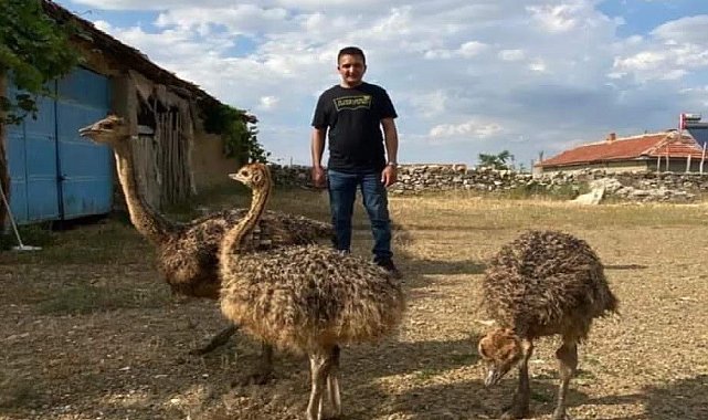 1 haftadır kayıp olan deve kuşunu yakalayamayınca vurdurup etini dağıttı