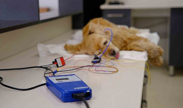 16 yaşındaki Amerikan Cocker cinsi köpeğe işitme testi yapıldı