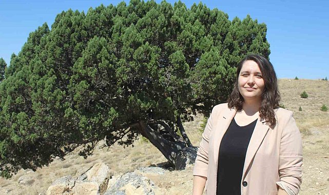 700 yaşındaki ağaç tescillendi
