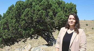 700 yaşındaki ağaç tescillendi