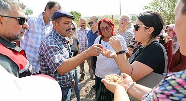 Altın bitki safran Eskişehirli hanımlara umut oluyor