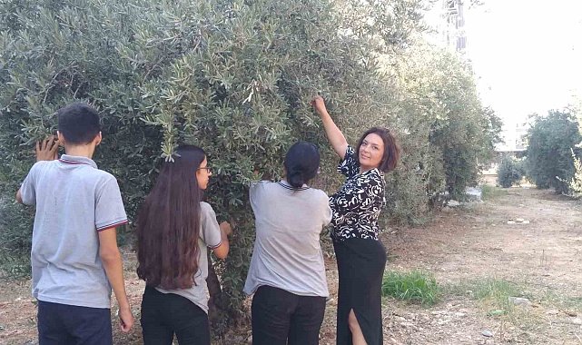 Arkadaşlarına destek için zeytin hasat ettiler
