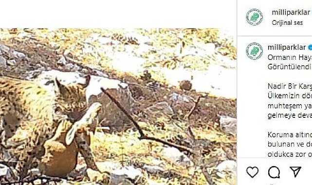 Avlanan Vaşak fotokapana takıldı