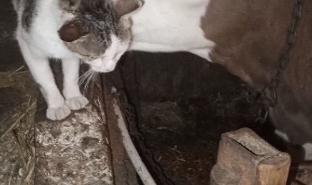 Bağlı olan arkadaşı buzağıyı sürekli ziyaret eden kedinin halleri gülümsetti