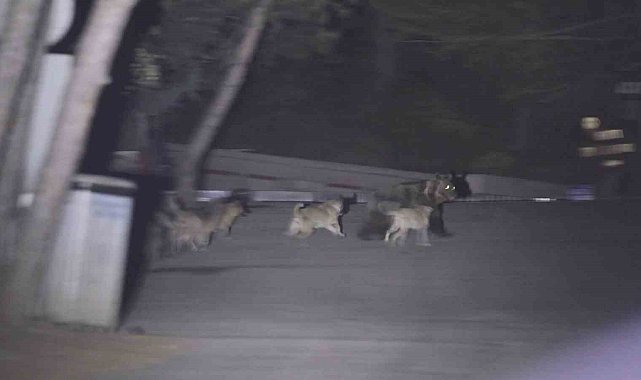 Başıboş köpeklerin ayıya saldırdığı anlar kamerada