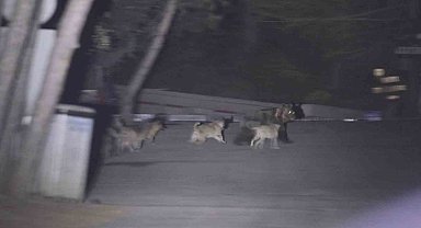 Başıboş köpeklerin ayıya saldırdığı anlar kamerada