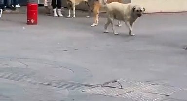Başıboş sokak köpekleri, küçük çocuğu olan bir kadının etrafını çevirdi