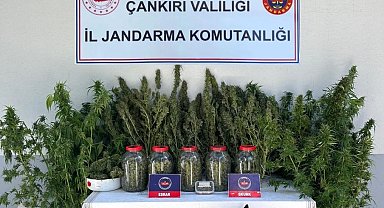Çankırı'da uyuşturucu operasyonu: 1 gözaltı