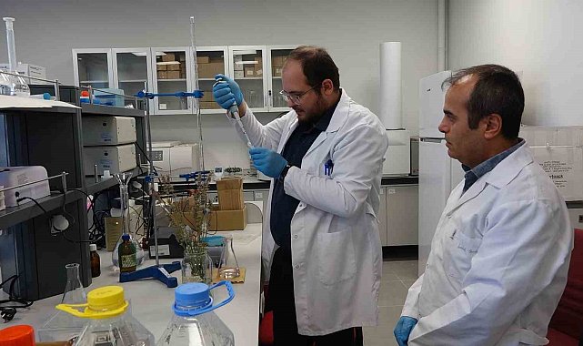 Çankırı'da yetiştirilen lavantada antimikrobiyal özellik taşıyor: Tedaviler de kullanılabilecek