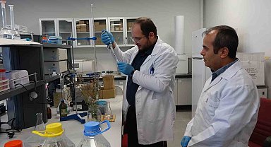 Çankırı'da yetiştirilen lavantada antimikrobiyal özellik taşıyor: Tedaviler de kullanılabilecek