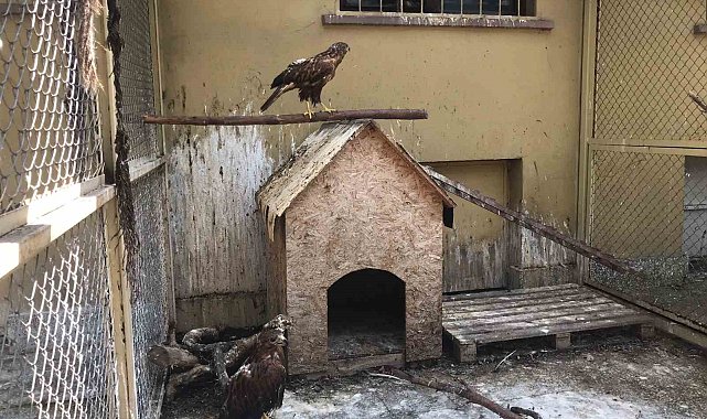 Doğada yaralı bulunan yaban hayvanları en kısa sürede tedavi edilerek yaşam alanlarına bırakılıyor