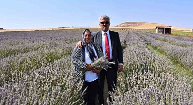 Ekonomisine can kattı: Kadın girişimci devletten aldığı destekle lavanta yetiştiriyor