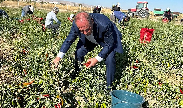 Ereğli Belediyesi salçalık biber dağıttı