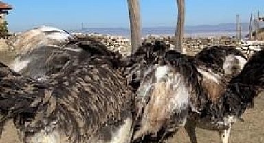 Eskişehir'de hobi bahçesindeki 2 adet deve kuşu firar etti