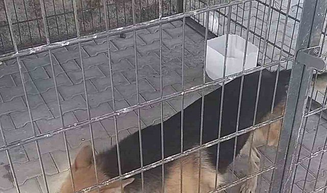 Gence saldıran köpek yakalandı, bakıcısına işlem yapıldı