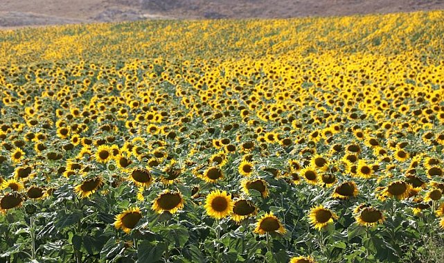 İzdihama neden oluyordu, Sivas'ta binlerce dekar alanda ekimi yapıldı