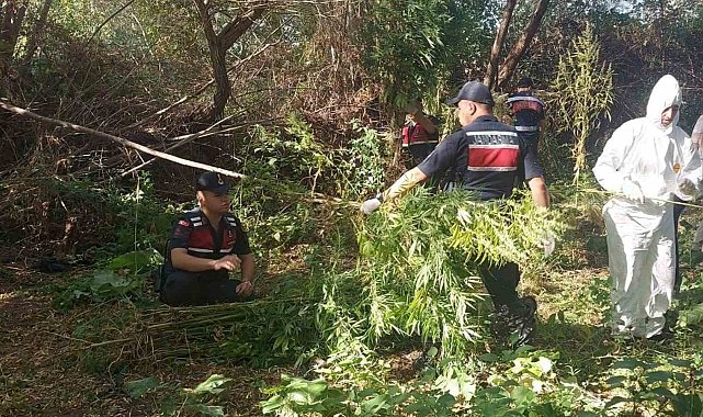 Jandarma 4 aydır peşindeydi: Hint kenevirini hasat ederken yakalandı