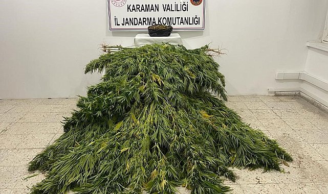 Jandarmadan kenevir ve esrar operasyonu