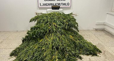 Jandarmadan kenevir ve esrar operasyonu