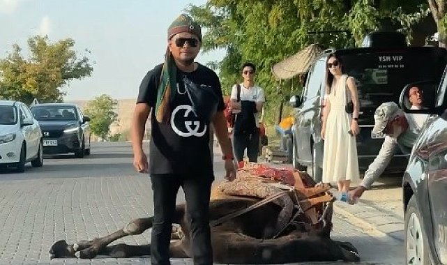 Kapadokya'da iş yüküne dayanamayan deve bayıldı