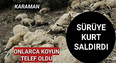 Karaman'da Kurtların Saldırdığı Onlarca Koyun Telef Oldu