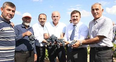 Karaman'da coğrafi işaretli kara elmasın hasadı başladı