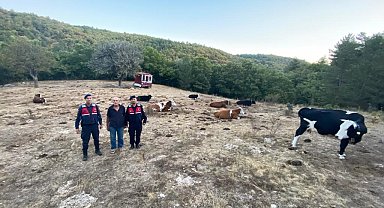 Kayıp 15 büyükbaş jandarma tarafından sahiplerine teslim edildi