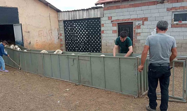 Küçükbaş hayvanların aşı ve küpe takma işlemleri daha hızlı yapılacak