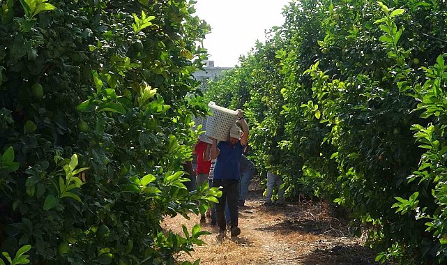 Limonun başkentinde 'hasat' dönemi, 10 çeşidi üretiliyor