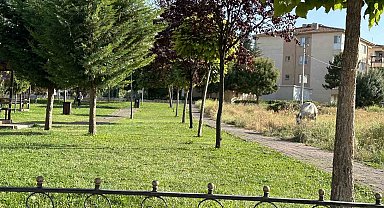 Mahalle sakinlerinin başı boş at sıkıntısı devam ediyor