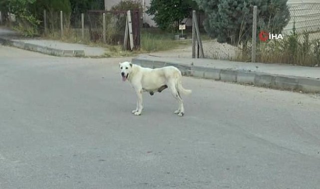 Mahalleli isyan etti! Başıboş köpek terörlü devam ediyor...