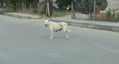 Mahalleli isyan etti! Başıboş köpek terörlü devam ediyor...