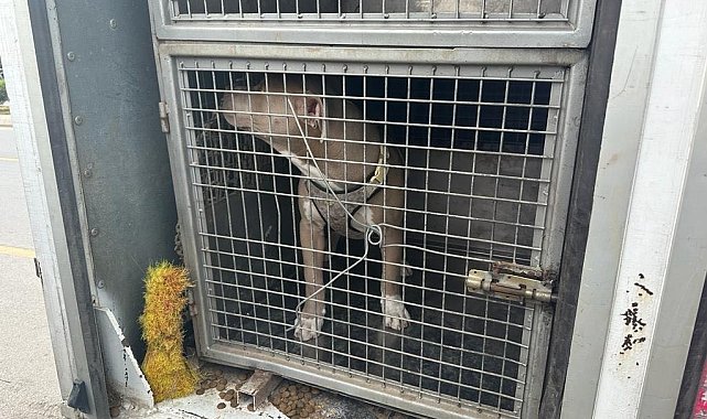 Mersin'de 143 yasaklı ırk köpek bakımevine teslim edildi