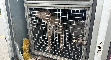 Mersin'de 143 yasaklı ırk köpek bakımevine teslim edildi