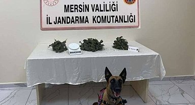 Mersin'de 510 kök kenevir bitkisi ele geçirildi